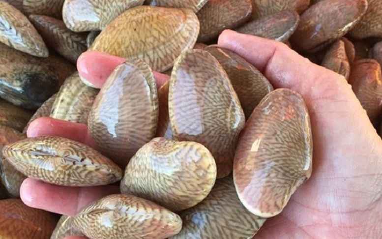 Xuất khẩu nhuyễn thể bùng nổ, Trung Quốc thành thị trường chủ lực 1 Xuất khẩu nhuyễn thể có vỏ (bivalve mollusks) của Việt Nam ghi nhận bước ngoặt trong quý I/2025,