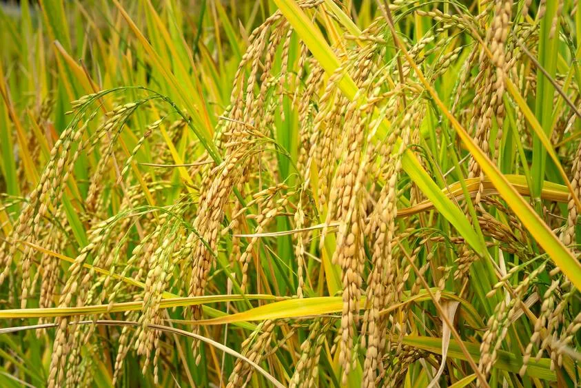 Lúa gạo ổn định với một số loại tăng nhẹ. Ảnh: Sưu tầm
