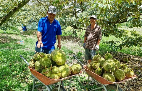 Việt Nam thúc đẩy xuất khẩu sầu riêng bền vững với giải pháp toàn diện 2 Doanh nghiệp và nông dân cần phối hợp chặt chẽ. Ảnh: Sưu tầm
