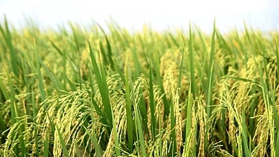 Nông sản 17/9: Gạo ổn định, cà phê 127.700 đồng/kg