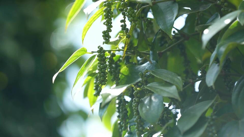 Giá nông sản 28/5: Cà phê, hồ tiêu tăng nhẹ, lợn hơi ổn định 2 Cà phê và hồ tiêu phục hồi nhẹ trong nước. Ảnh: Sưu tầm