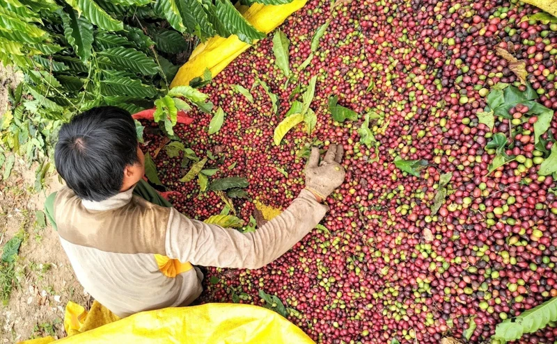 Giá cà phê sụt giảm dưới áp lực nguồn cung. Ảnh: Sưu tầm