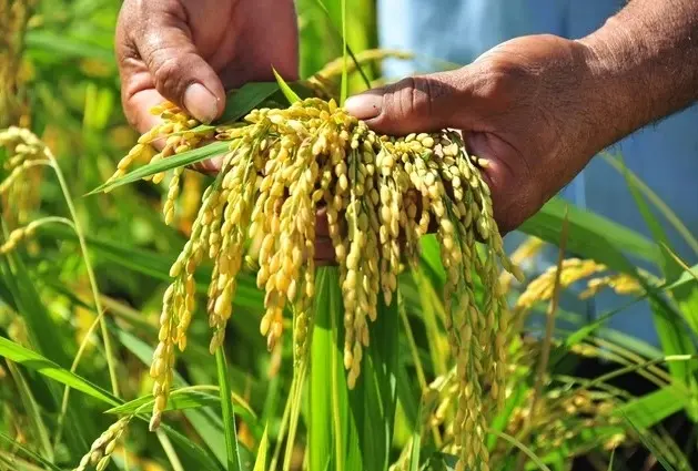 Nông sản 30/6: Cà phê, hồ tiêu ổn định, thịt lợn giảm nhẹ
