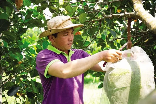 Xuất khẩu rau quả