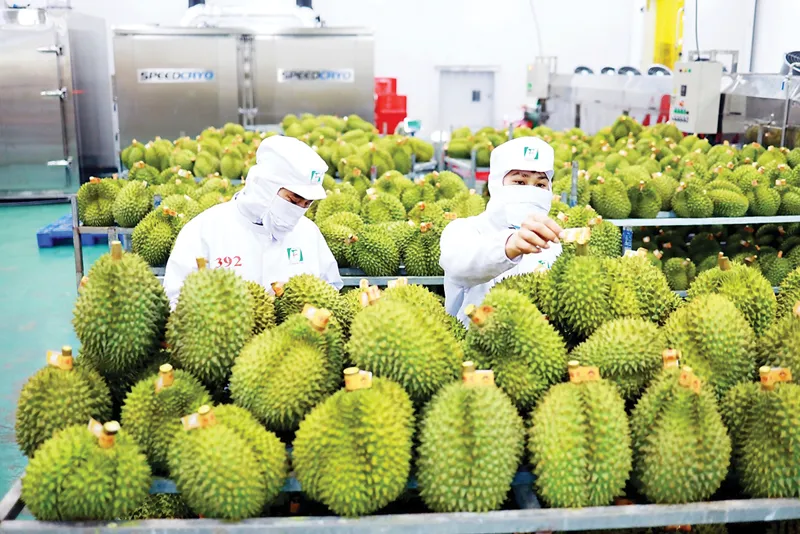 Xuất khẩu rau quả sang Trung Quốc cần chất lượng cao 2 Xuất khẩu rau quả
