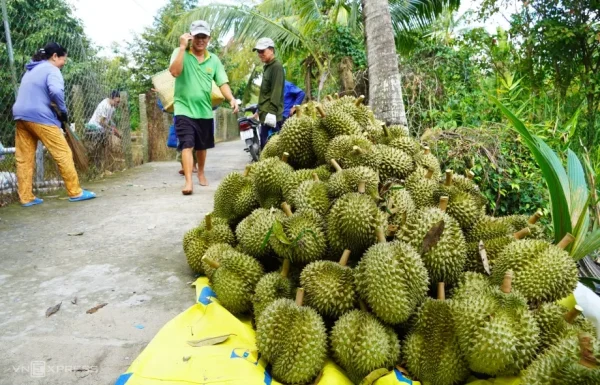 Xuất khẩu rau quả sang Trung Quốc cần chất lượng cao 3 Xuất khẩu rau quả