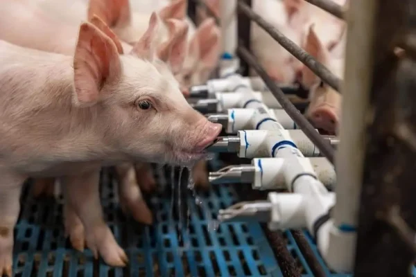 Ngành chăn nuôi: Masan dẫn đầu chuỗi khép kín 1 ngành chăn nuôi