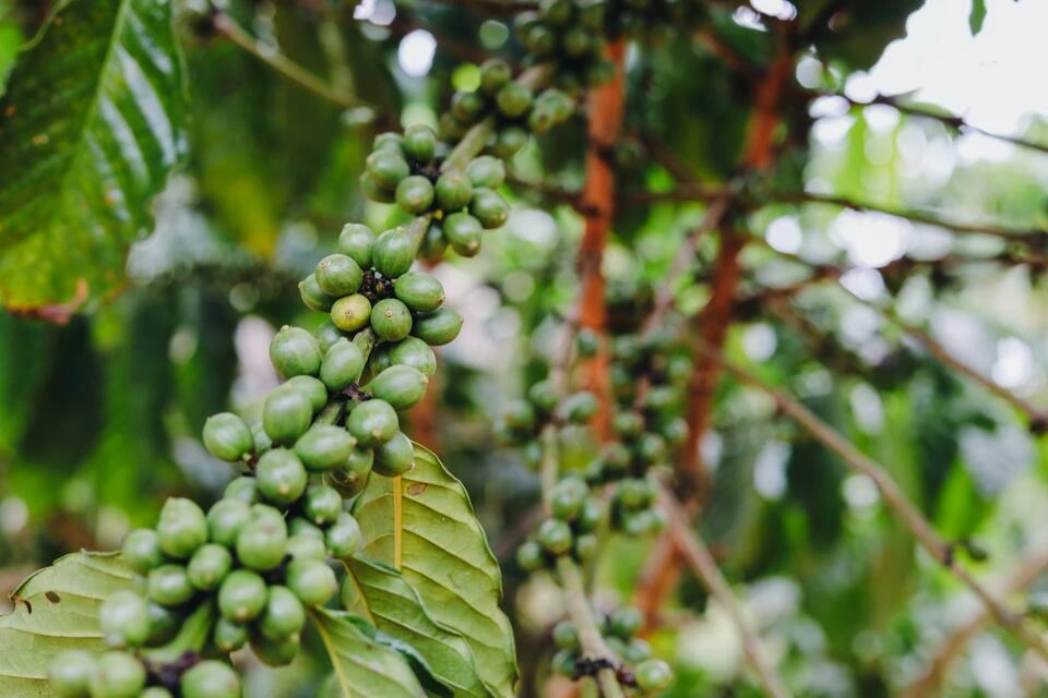 Giá cà phê Robusta giảm sốc do nguồn cung tăng