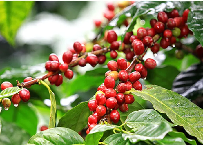 Nông sản 23/6: Cà phê lao dốc xuống dưới 100.000 đồng/kg, thịt lợn giảm nhẹ