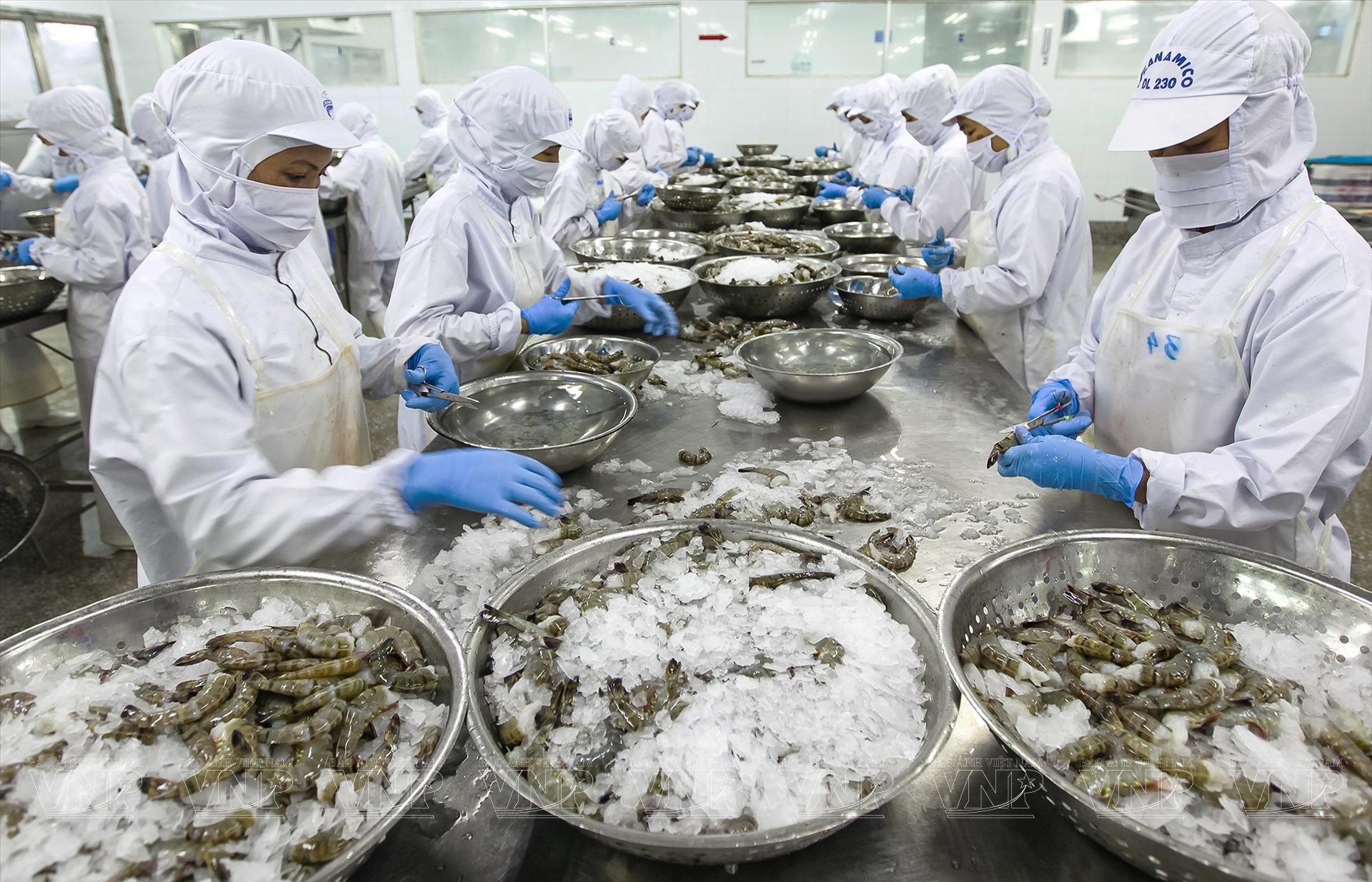 Tôm Việt gặp sóng gió trước thuế Mỹ 3 thuế