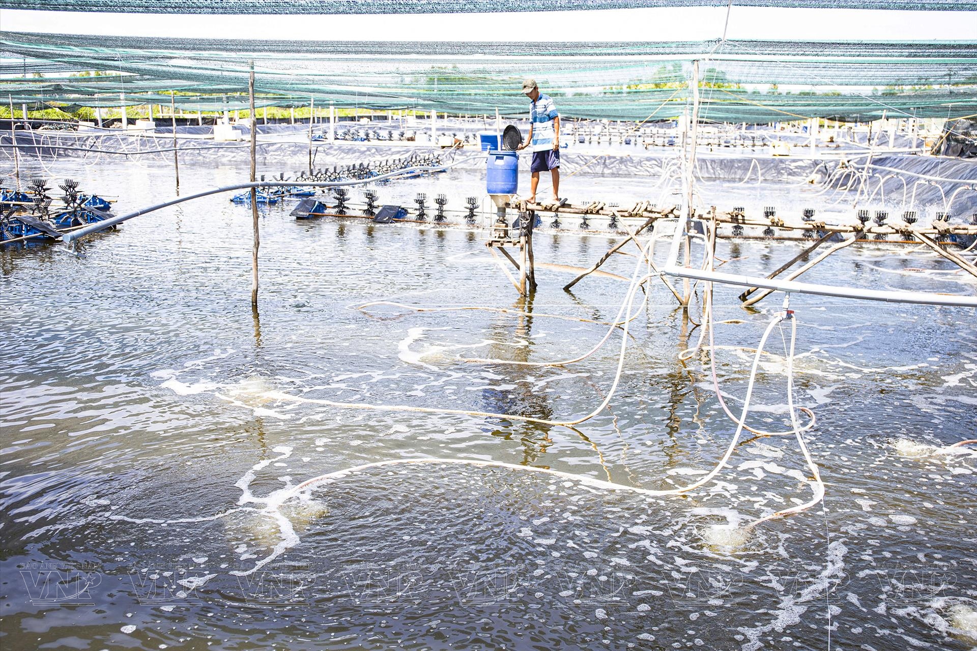 Tôm Việt gặp sóng gió trước thuế Mỹ 2 ca mau 212 19 43 20