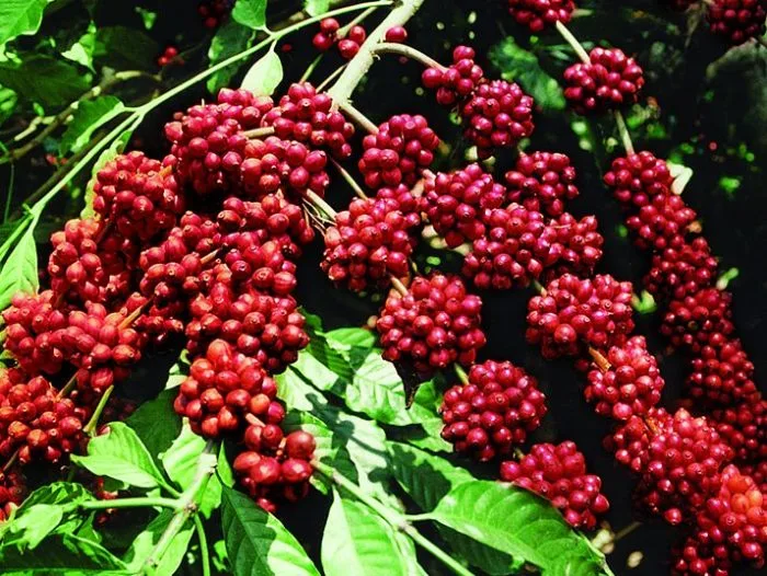 Nông sản 26/6: Cà phê lao dốc, hồ tiêu phục hồi