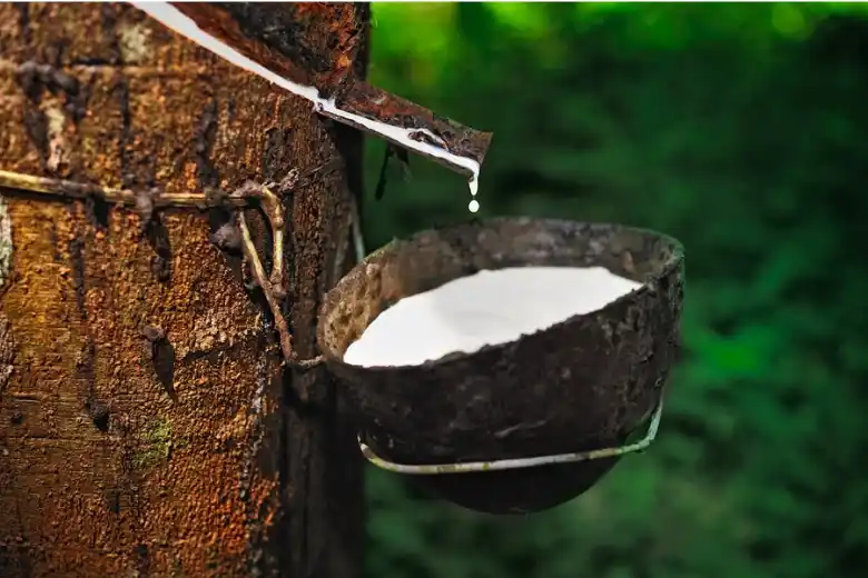 Nông sản 18/6: Hồ tiêu lao dốc, thịt lợn giảm nhẹ, gạo nhích giá 2 Cao su và thịt lợn ổn định trong nước, áp lực quốc tế. Ảnh: Sưu tầm