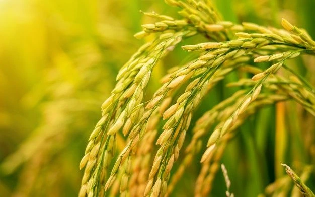 Tín hiệu gạo và lúa tích cực trước vụ mùa. Ảnh: Sưu tầm