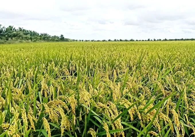 Nông sản 25/6: Cà phê bật tăng, thịt lợn ổn định