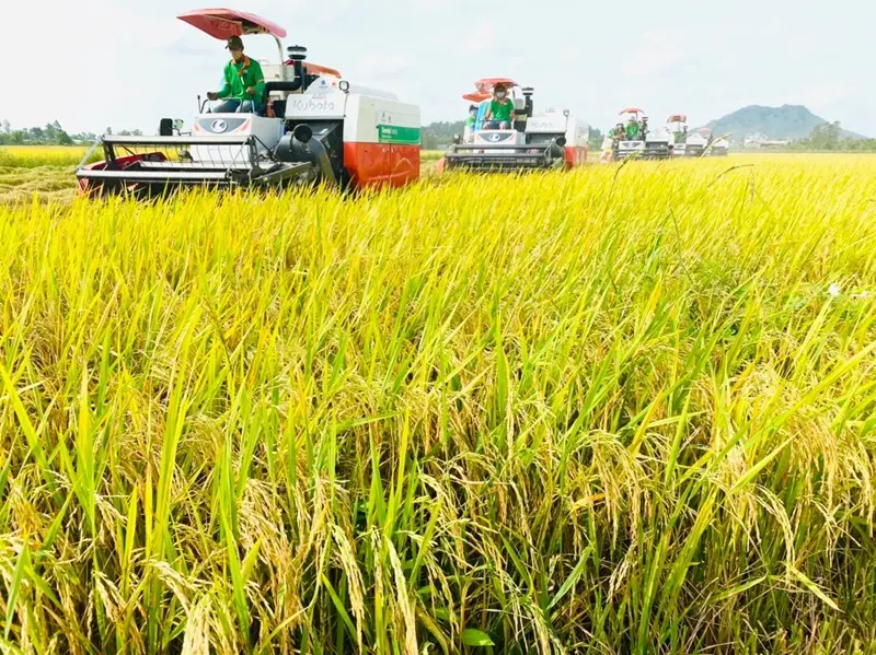 Thị trường lúa gạo ổn định nhưng xuất khẩu chịu áp lực. Ảnh: Sưu tầm