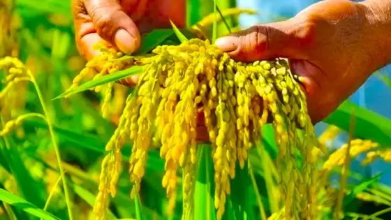 Gạo và lúa tăng nhẹ trước vụ thu hoạch. Ảnh: Sưu tầm
