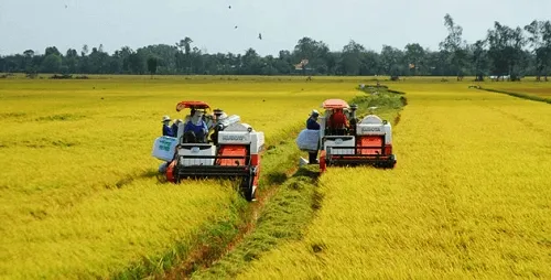Gạo và lúa: Điểm sáng nhẹ tại miền Tây. Ảnh: Sưu tầm