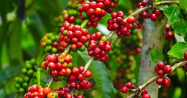 Thị trường nông sản 4/6: Gạo miền Nam tăng nhẹ, cà phê giảm, thịt lợn ổn định 2 Cà phê giảm giá trong nước và quốc tế. Ảnh: Sưu tầm