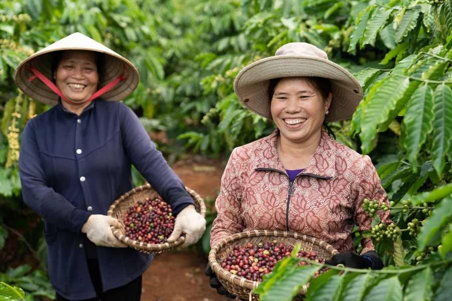 NESCAFÉ Plan đã hỗ trợ người nông dân chuyển dịch canh tác theo hướng nông nghiệp tái sinh, cải tiến kỹ thuật và góp phần phát triển bền vững cho ngành cà phê Việt Nam