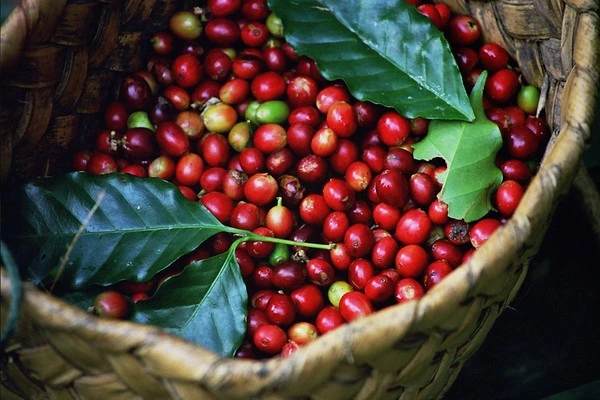 Thị trường nông sản 12/6: Lợn hơi ổn định, cà phê giảm, gạo tăng nhẹ 2 Cà phê giảm nhẹ trong nước, tăng trên sàn quốc tế. Ảnh: Sưu tầm