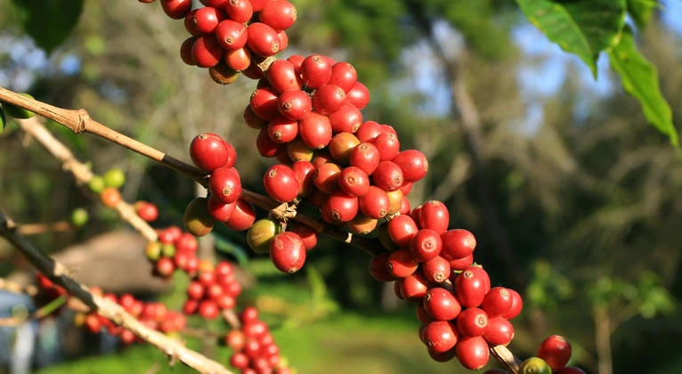 Nông sản 24/7: Cà phê tăng vọt, hồ tiêu ổn định, thịt lợn giảm sâu