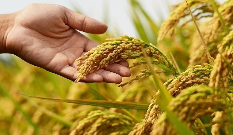 Nông sản 28/7: Cà phê, hồ tiêu giữ giá cao, thịt lợn giảm giá nhẹ