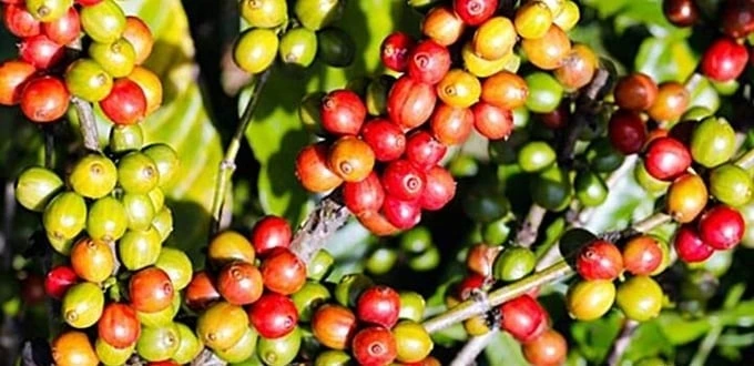 Nông sản 30/7: Cà phê tăng giá, hồ tiêu ổn định, thịt lợn biến động nhẹ