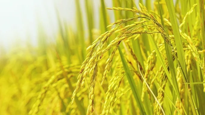 Nông sản 24/7: Cà phê tăng vọt, hồ tiêu ổn định, thịt lợn giảm sâu