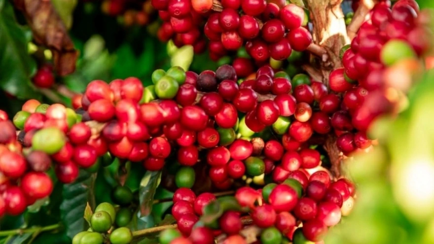 Nông sản 10/7: Cà phê phục hồi, thịt lợn và hồ tiêu ổn định