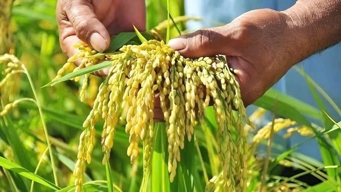 Nông sản 21/7: Cà phê ổn định, hồ tiêu giảm, thịt lợn tiếp tục lao dốc