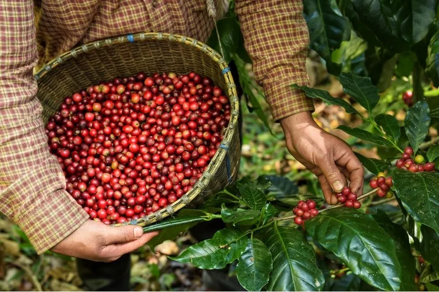 Nông sản 14/7: Cà phê, hồ tiêu ổn định, thịt lợn giảm nhẹ