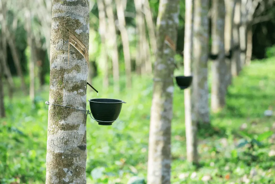 Nông sản 14/7: Cà phê, hồ tiêu ổn định, thịt lợn giảm nhẹ 2 Nông sản 14/7: Cà phê, hồ tiêu ổn định, thịt lợn giảm nhẹ
