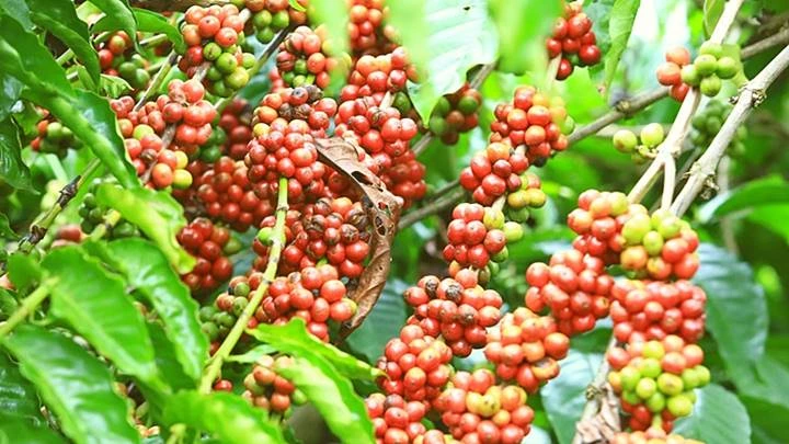 Nông sản 21/7: Cà phê ổn định, hồ tiêu giảm, thịt lợn tiếp tục lao dốc