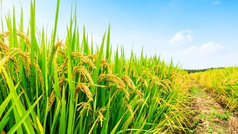 Nông sản 2/7: Thịt lợn giảm sâu, hồ tiêu tăng nhẹ