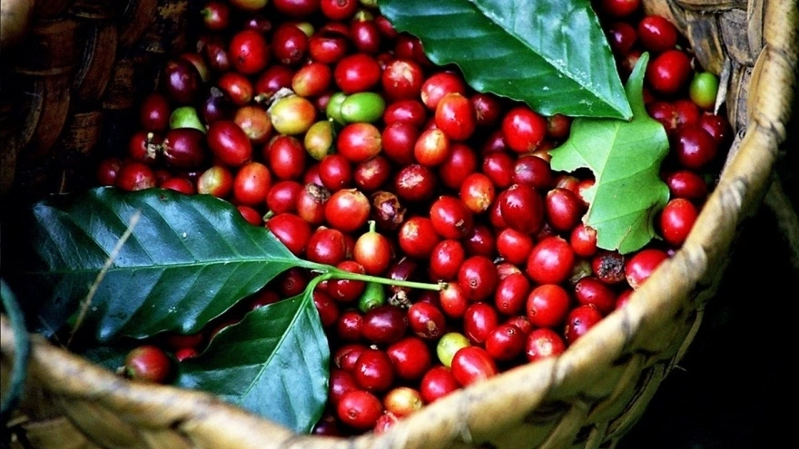 Nông sản 9/7: Cà phê lao dốc, thịt lợn giảm nhẹ