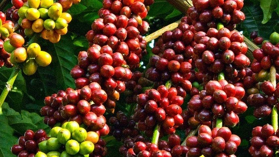 Nông sản 16/7: Cà phê, hồ tiêu tăng vọt, thịt lợn giảm nhẹ