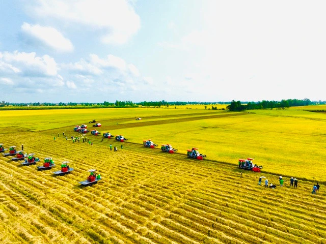 Nông sản 11/8: Hồ tiêu tăng mạnh, lợn hơi trái chiều