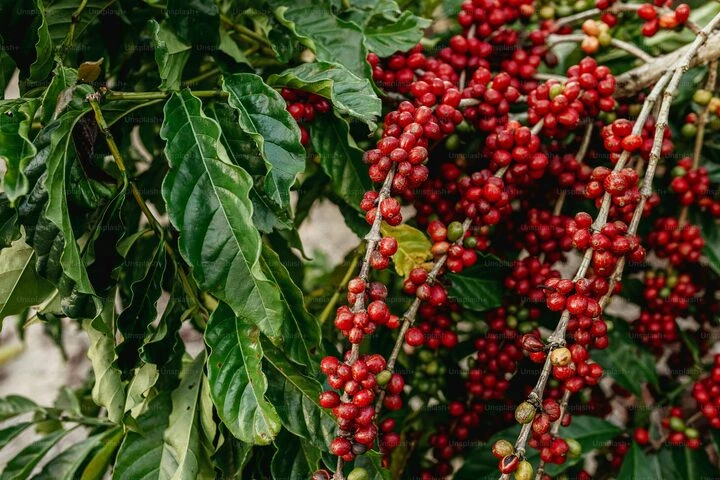 Giá nông sản 6/8: Cà phê vượt mốc 100.000 đồng/kg, tiêu ổn định, lúa giảm nhẹ