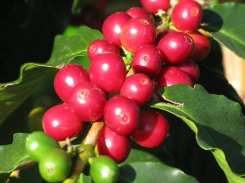 Nông sản 11/8: Hồ tiêu tăng mạnh, lợn hơi trái chiều 2 Nông sản 11/8: Hồ tiêu tăng mạnh, lợn hơi trái chiều