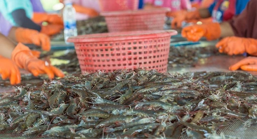 Xuất khẩu tôm Việt Nam 2,5 tỷ USD sau 7 tháng, tăng ở châu Á, giảm tại Mỹ. Ảnh: Tạp chí Thương gia