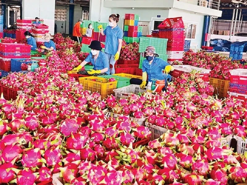 rau quả Việt
