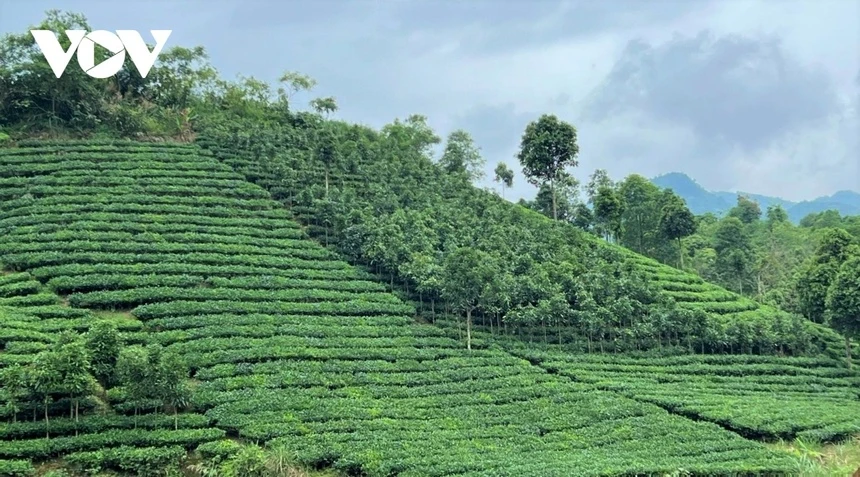 Vùng chè xanh ngát ở Hưng Khánh hôm nay. Ảnh: VOV