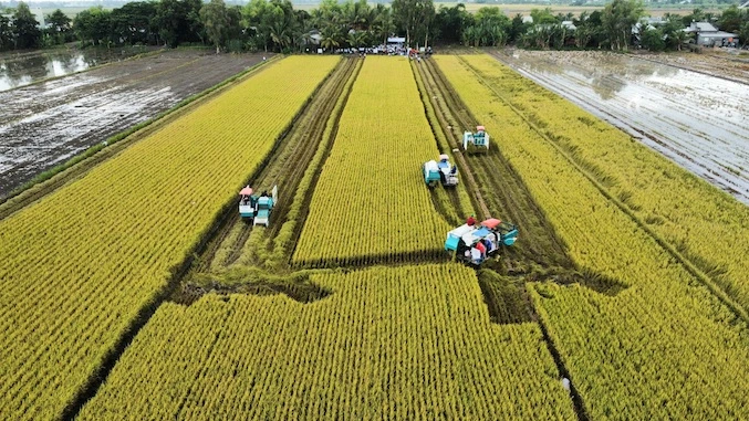 Nông sản 22/9: Cà phê giảm 5.000 đồng, hồ tiêu ổn định