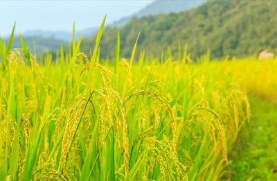 Nông sản 18/9: Cà phê 121.700 đồng/kg, hồ tiêu 148.600 đồng/kg 1 Nông sản 18/9: Cà phê 121.700 đồng/kg, hồ tiêu 148.600 đồng/kg