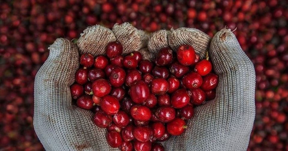 Giá nông sản ngày 9/9: Cà phê, hồ tiêu giữ nhịp thị trường 2 Giá nông sản ngày 9/9: Cà phê, hồ tiêu giữ nhịp thị trường