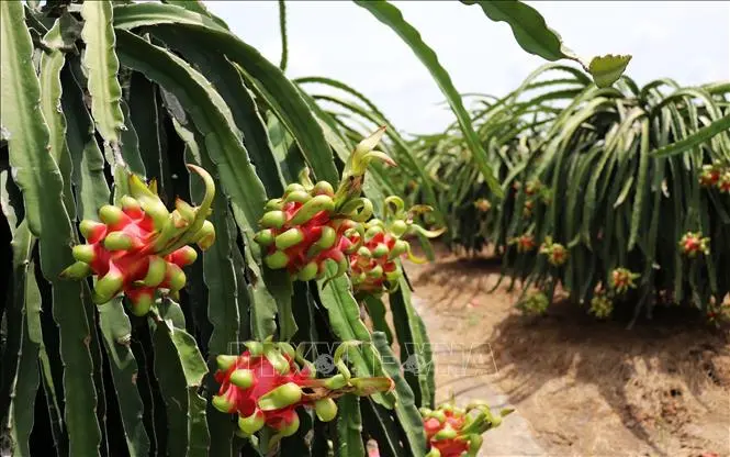Thanh long cuối vụ đạt giá cao nhất 27.000 đồng/kg