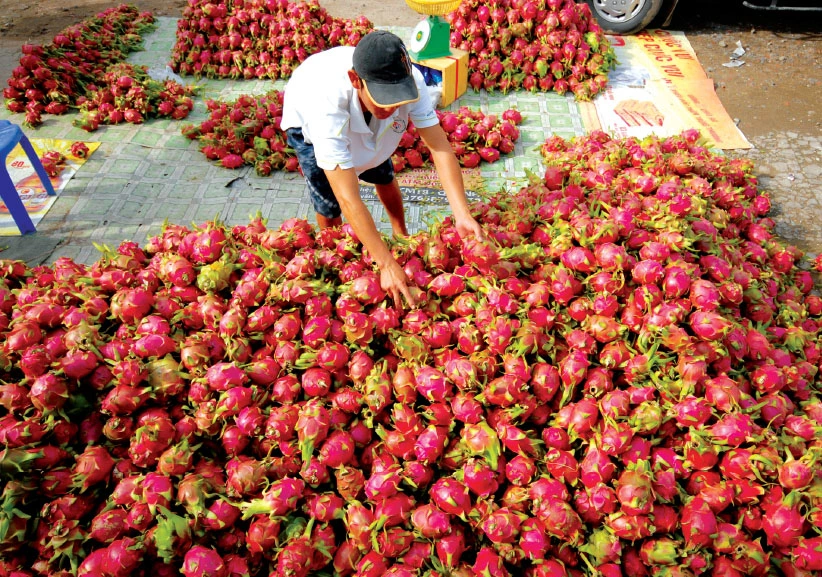 Thanh long cuối vụ tăng giá gấp ba lần chỉ sau một tháng. Ảnh: T.L