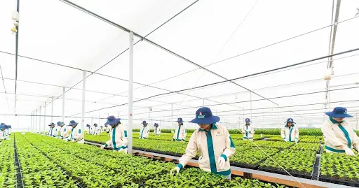Gia Lai đón dự án nông nghiệp công nghệ cao 1.675 tỷ đồng, quy mô hơn 450ha 2 Gia Lai - 60s Hôm Nay