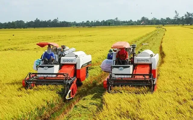 Lúa gạo Việt Nam chuyển hướng phân khúc cao cấp giữa áp lực Philippines 3 lúa gạo